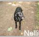 Labrador retriever Nellie