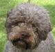 Lagotto romagnolo Alli