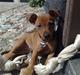Dvaergpinscher Zille