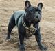 Fransk bulldog Blance Noir´s ~Ymer~