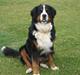 Berner sennenhund Balder