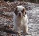 Clumber spaniel Ismo