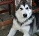 Alaskan malamute Venus R.I.P 29/11-'10
