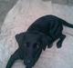 Labrador retriever Futte <3