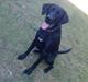 Labrador retriever Fuzzy