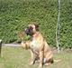 Bullmastiff cleopatra of mastiff. fie R.I.P.