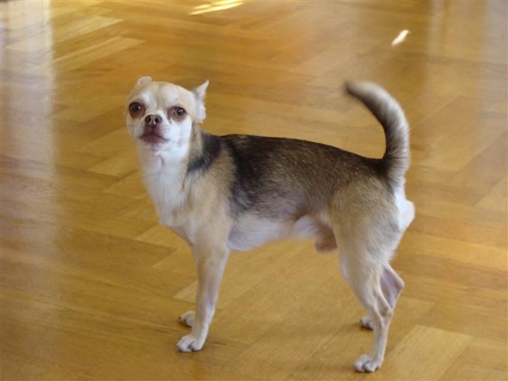 Chihuahua Bailey - Bailey (NYT) billede 10