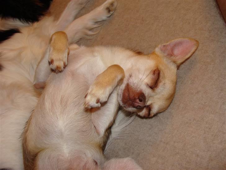 Chihuahua Bailey - Bailey sover med lillebror Valde billede 11