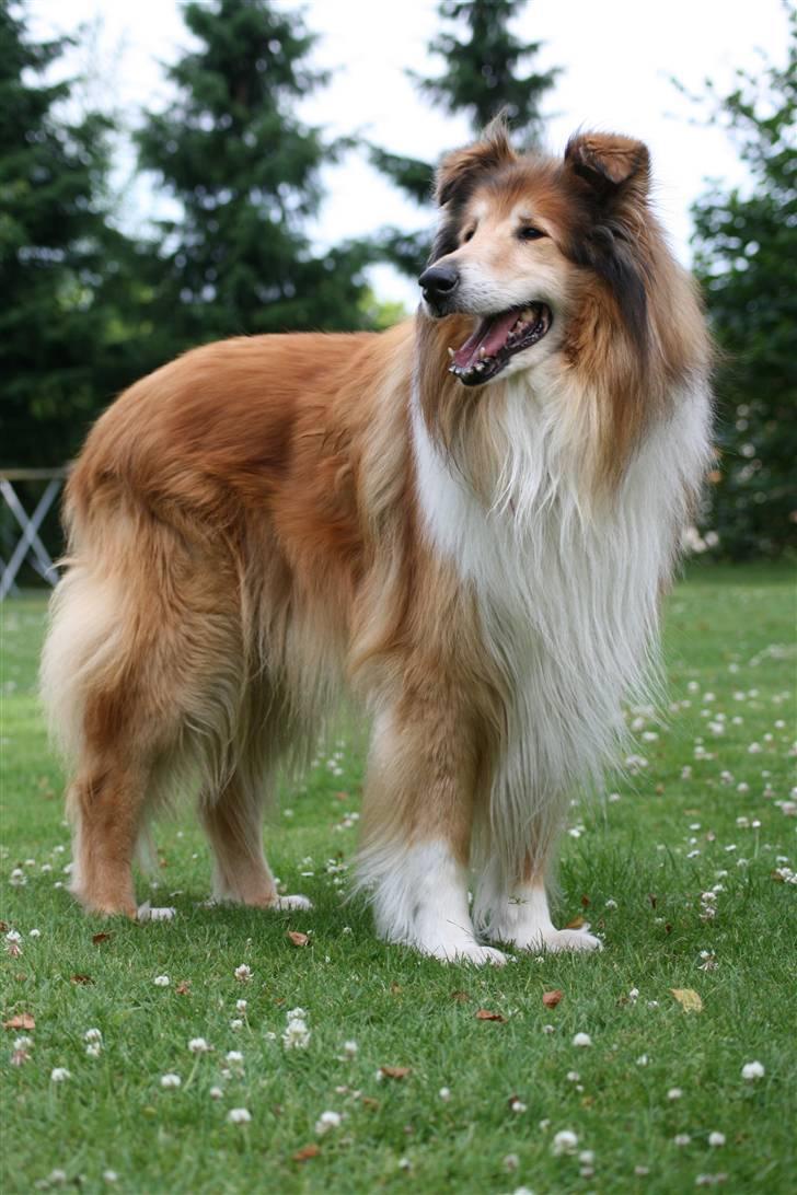 Collie langhåret Tico ( Shellove 'Ly Xenon ) - ALLE BILLEDER ER TAGET AF MIG ! billede 1