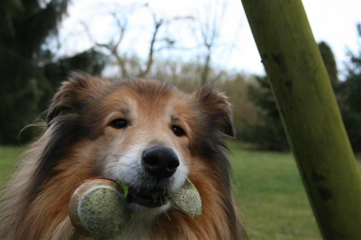Collie langhåret Tico ( Shellove 'Ly Xenon ) - "Lege ?" billede 2