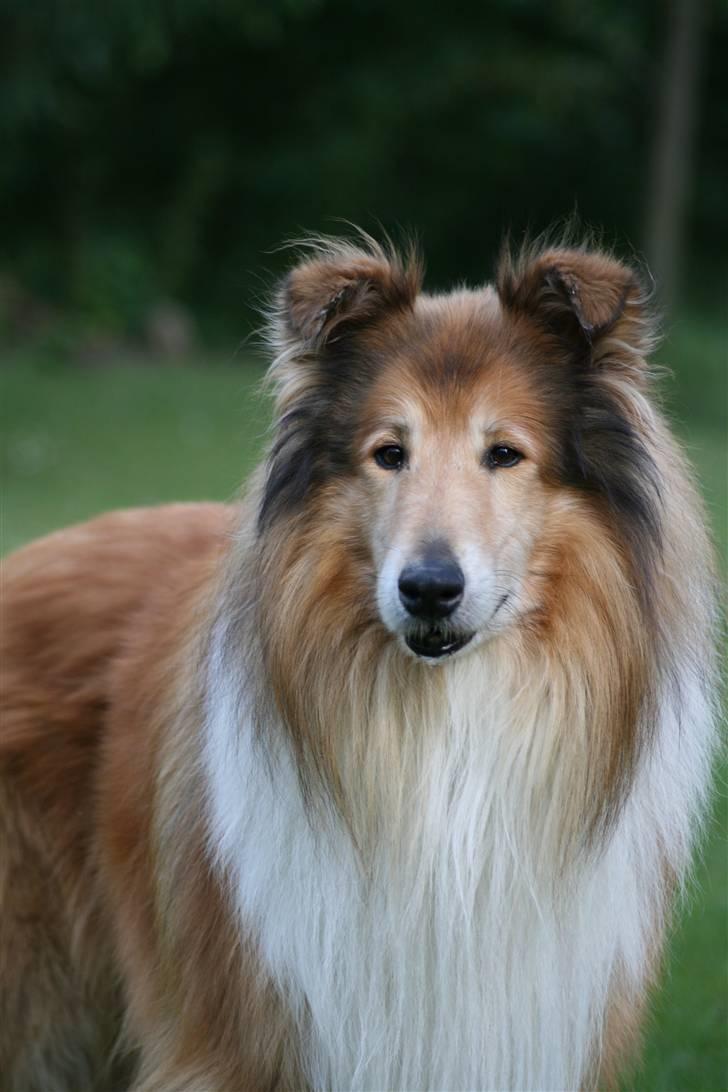 Collie langhåret Tico ( Shellove 'Ly Xenon ) billede 3