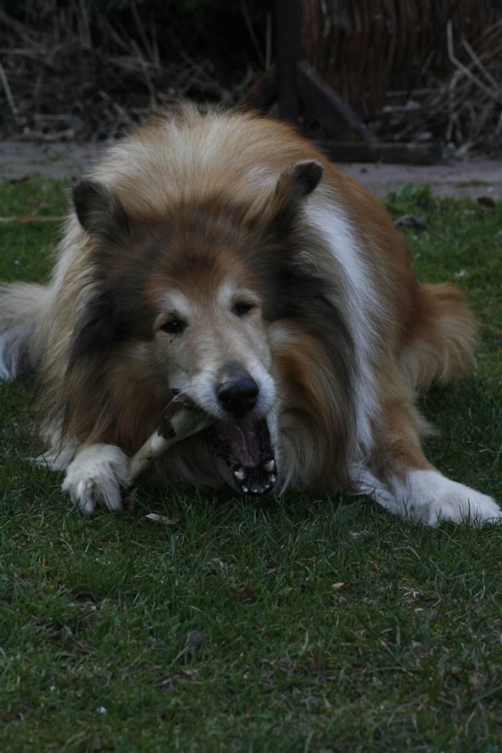 Collie langhåret Tico ( Shellove 'Ly Xenon ) - Namme nam billede 4