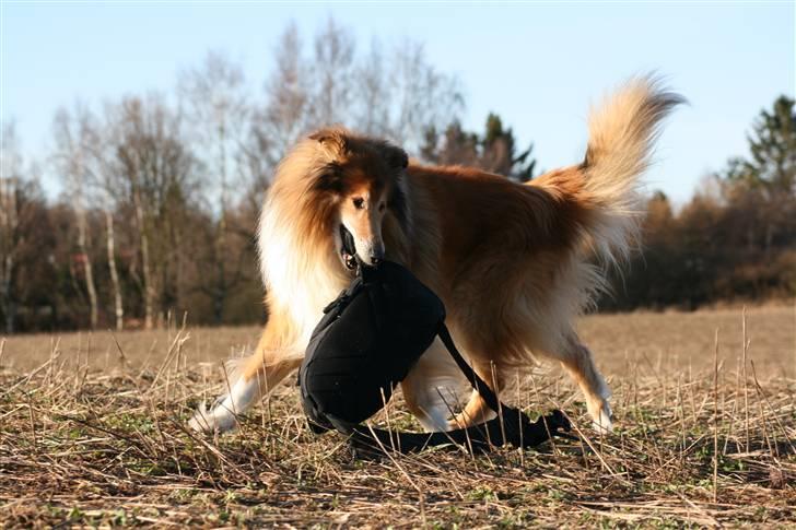 Collie langhåret Tico ( Shellove 'Ly Xenon ) - Frækkerten løber rundt med min kamerataske ..! billede 5