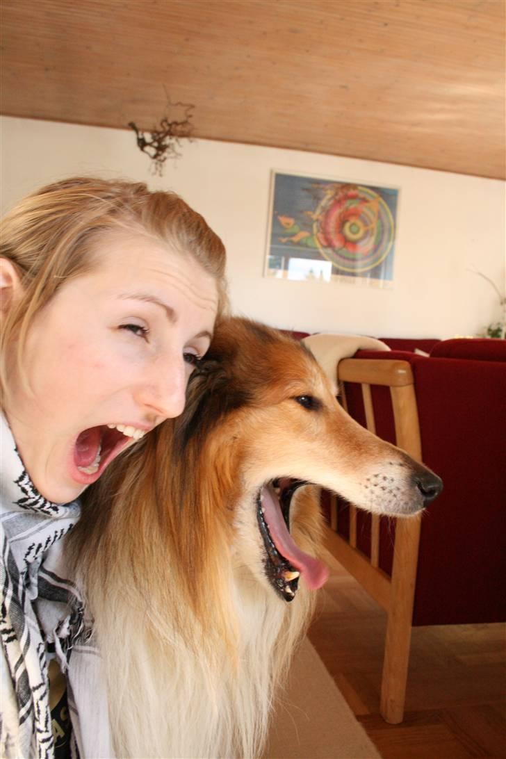 Collie langhåret Tico ( Shellove 'Ly Xenon ) - Hund som ejer ..? billede 6