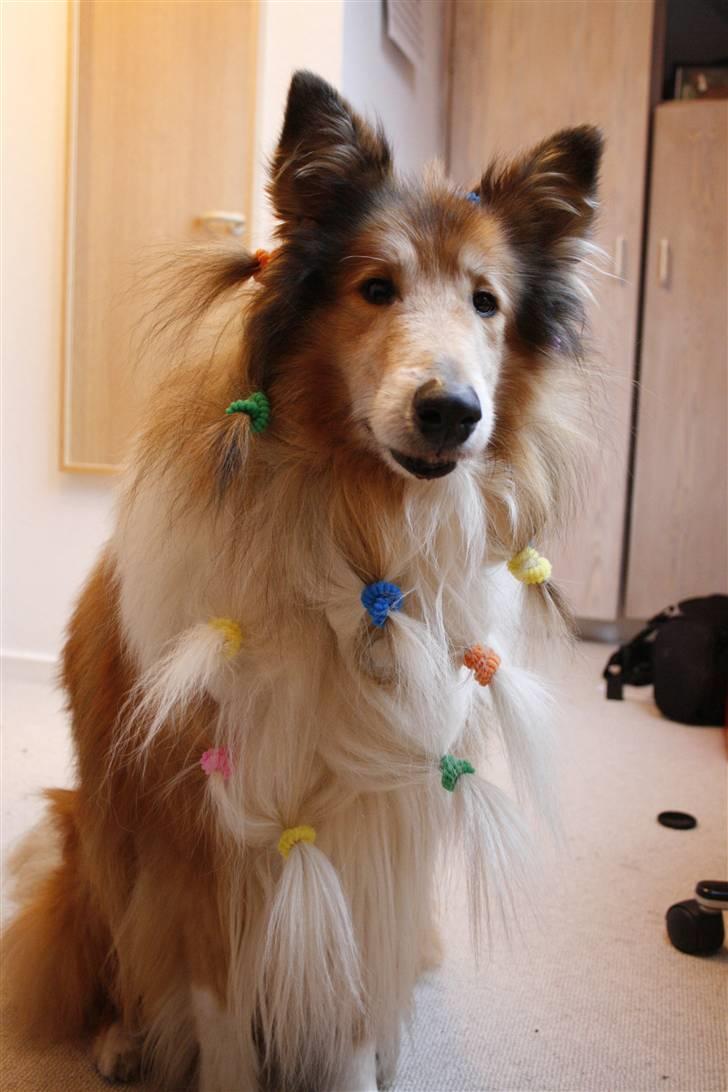 Collie langhåret Tico ( Shellove 'Ly Xenon ) - Fordi han bare er for kær ;) billede 7