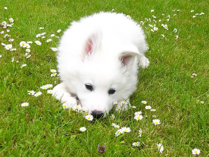 Blanding af racer dansk spids og samojede billede 1