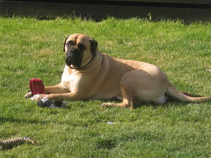 Bullmastiff Lulu billede 12