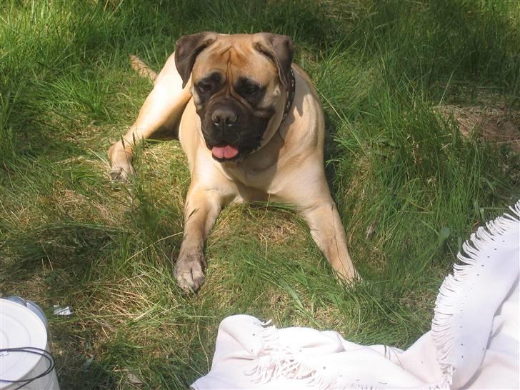 Bullmastiff Lulu billede 13