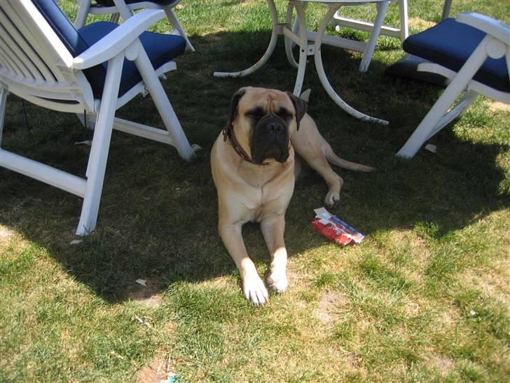 Bullmastiff Lulu billede 14