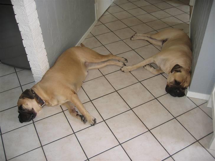 Bullmastiff Lulu billede 15