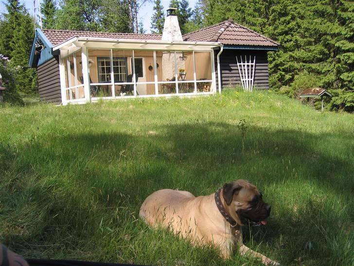 Bullmastiff Lulu billede 16