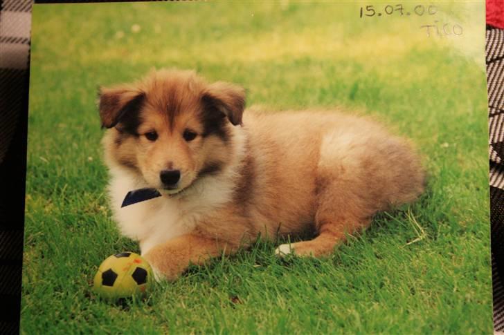 Collie langhåret Tico ( Shellove 'Ly Xenon ) - Lille bebs . Første dag hjemme hos os <3 billede af fotografi, derfor kvaliteten . billede 8
