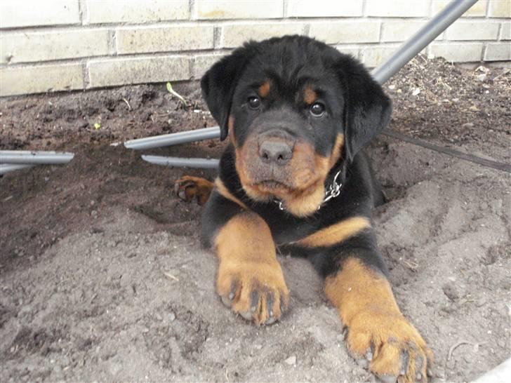 Rottweiler Chandor (Xinkas) - Iiih, hvor er det altså bare dejligt at være beskidt ! :) billede 18