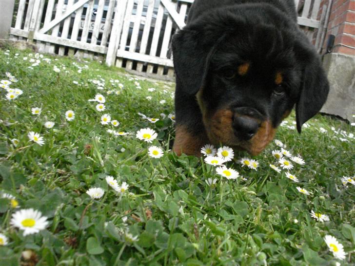 Rottweiler Chandor (Xinkas) - Umh, hvor dufter de godt de små blomster :)  billede 19