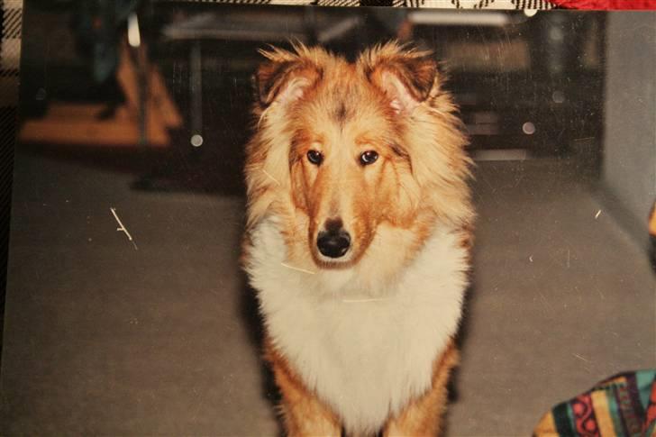 Collie langhåret Tico ( Shellove 'Ly Xenon ) - Lidt betuttet teenager . billede af fotografi, derfor kvaliteten . billede 9