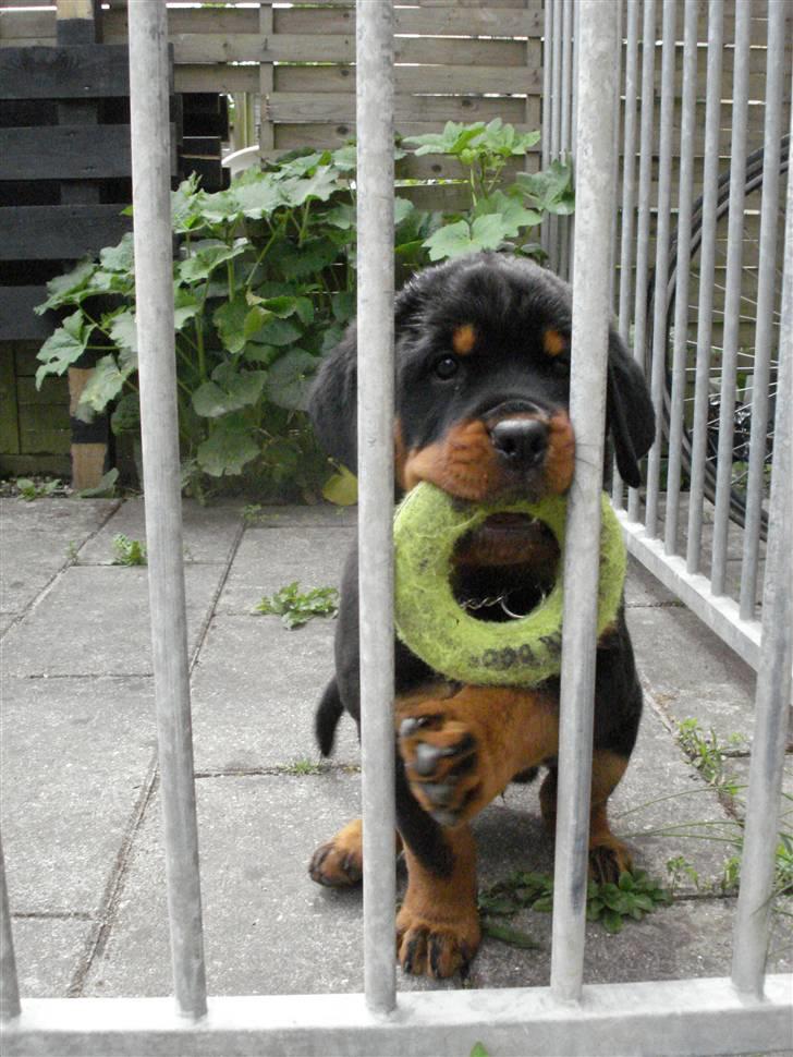 Rottweiler Chandor (Xinkas) - Legetøjet er jo næsten lige så stort som mig ! :)  billede 20