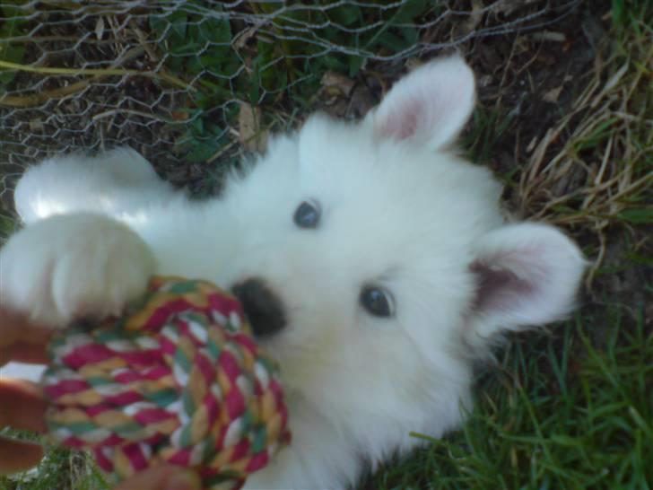 Blanding af racer dansk spids og samojede billede 2