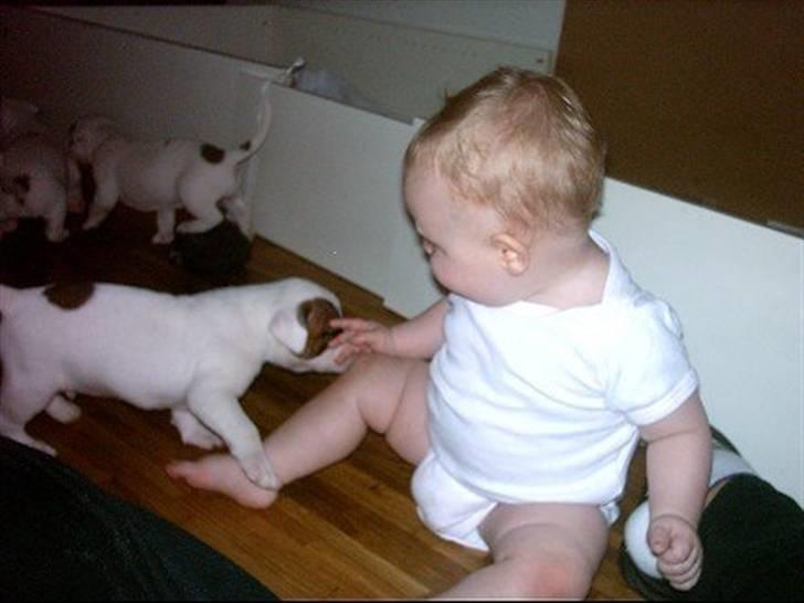 Amerikansk bulldog Kenzo - Kenzo som fræk hvalp billede 12