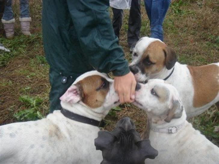 Amerikansk bulldog Kenzo - Kenzo til søskendetræf i 2006 (1 år) billede 13