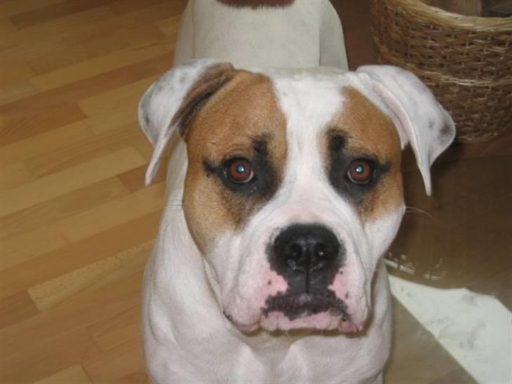 Amerikansk bulldog Kenzo - Hejsa :O) billede 14
