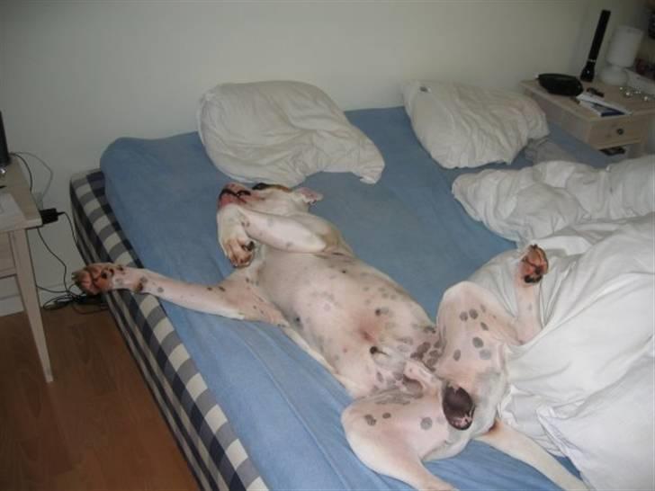 Amerikansk bulldog Kenzo - Åhhhh, hvor er det skønt!! (Kenzo ligger altid på ryggen og sover - i sin kurv på gulvet vel at mærke!!!) billede 15