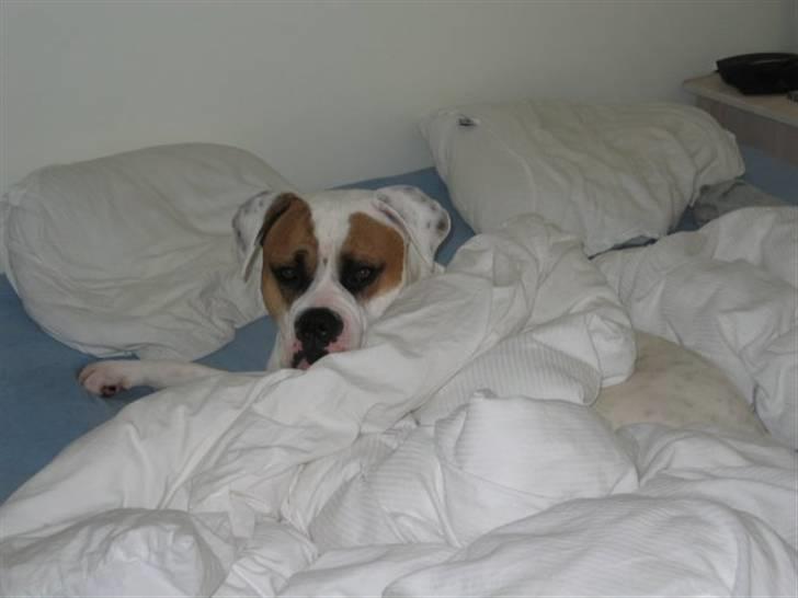 Amerikansk bulldog Kenzo - "Er det mig i leder efter???" billede 16