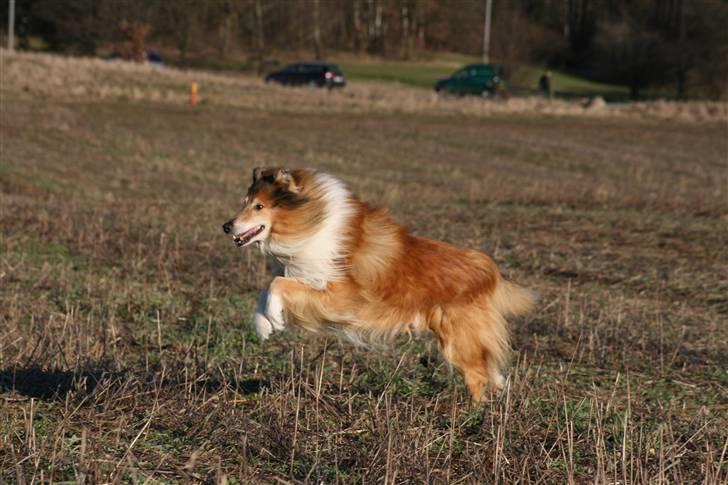 Collie langhåret Tico ( Shellove 'Ly Xenon ) - Kænguru eller hund ..? billede 10