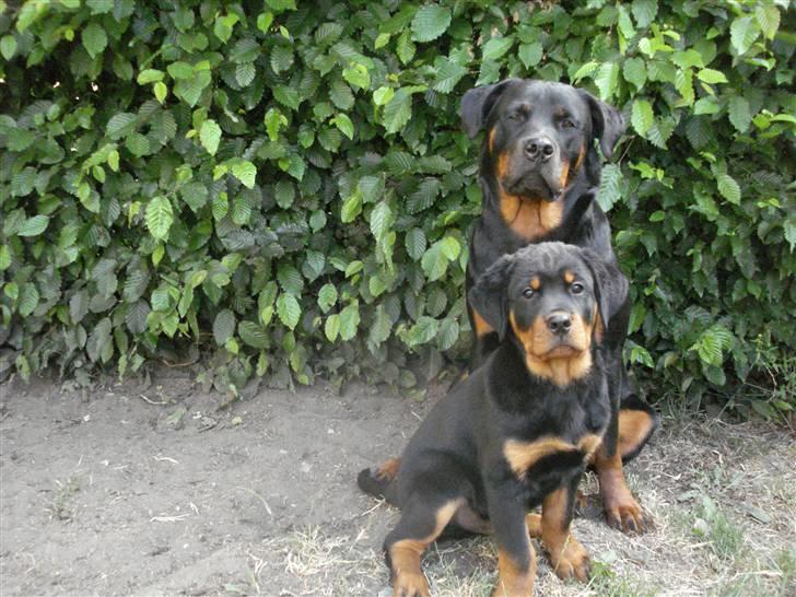 Rottweiler Chica - Mig og min lillebror :)  billede 20