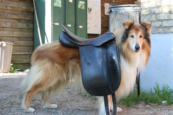 Collie langhåret Tico ( Shellove 'Ly Xenon ) - Identitetskrise .. billede 11