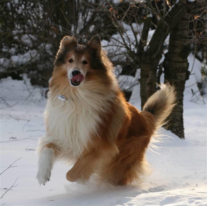 Collie langhåret Tico ( Shellove 'Ly Xenon ) - Leg i sneen billede 12