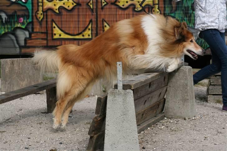 Collie langhåret Tico ( Shellove 'Ly Xenon ) - Spriiiing billede 13