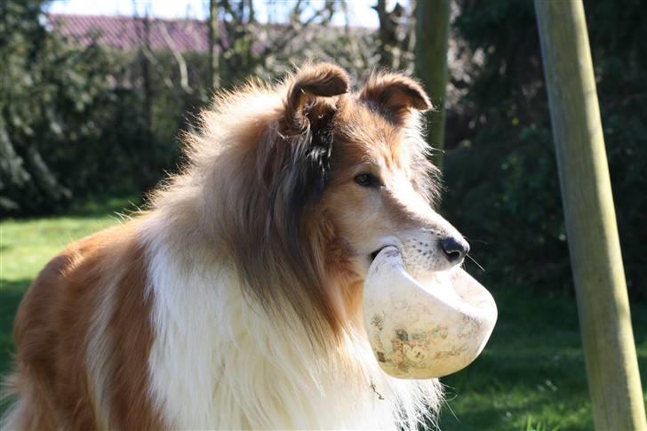 Collie langhåret Tico ( Shellove 'Ly Xenon ) - Legebarn billede 14