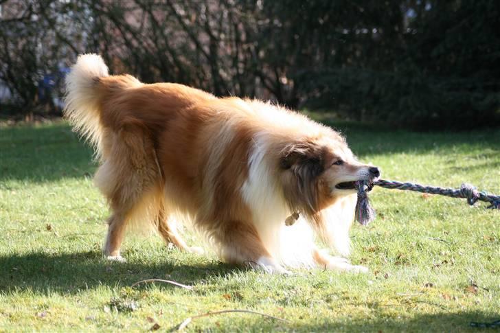 Collie langhåret Tico ( Shellove 'Ly Xenon ) - Tovtrækkeri ;) billede 15