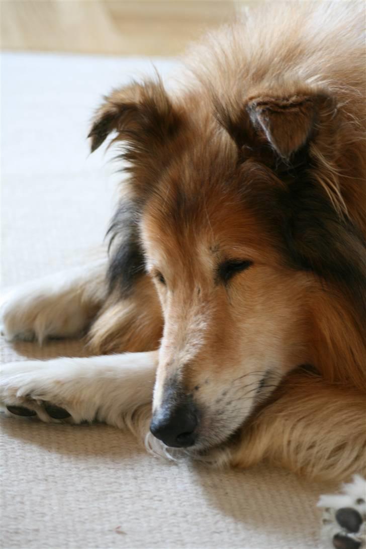 Collie langhåret Tico ( Shellove 'Ly Xenon ) - Nuuurh x} billede 16