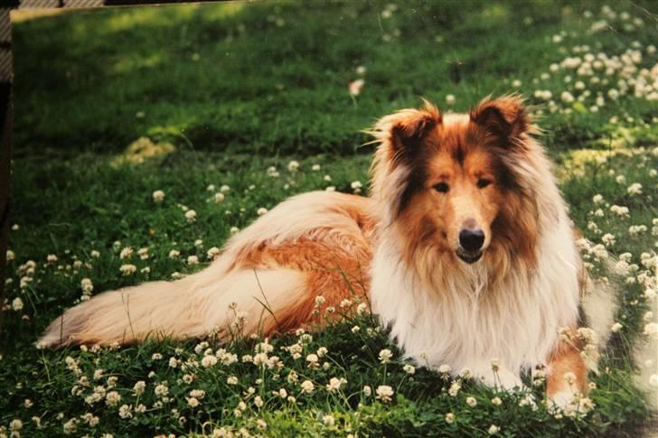 Collie langhåret Tico ( Shellove 'Ly Xenon ) - Virkelig smuk, ikke særlig gammel. billede af fotografi, derfor kvaliteten . billede 17