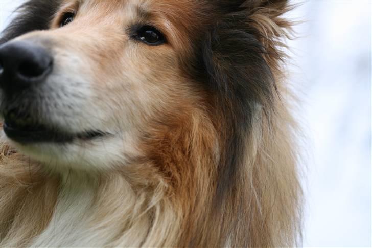 Collie langhåret Tico ( Shellove 'Ly Xenon ) billede 18