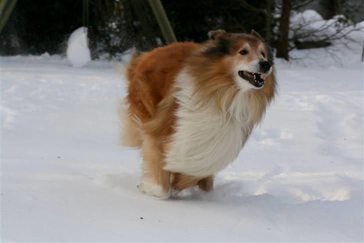 Collie langhåret Tico ( Shellove 'Ly Xenon ) - *VROOOOOM* - man kan næsten høre ham grine! ;D billede 19