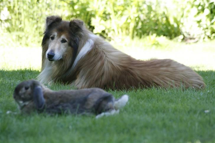 Collie langhåret Tico ( Shellove 'Ly Xenon ) - Hunden og kaninen ligger og slapper, side om side :) billede 20