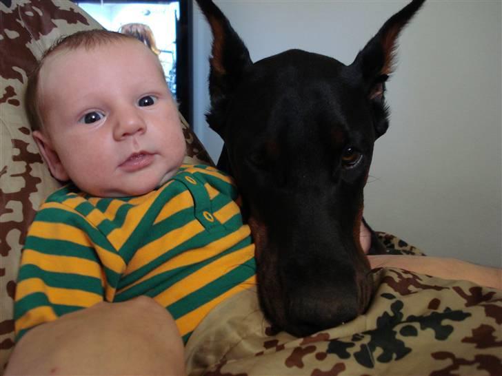 Dobermann Tika di Altobello - Lillebror "Bob" 4 uger gammel og Tika 1 år. billede 18