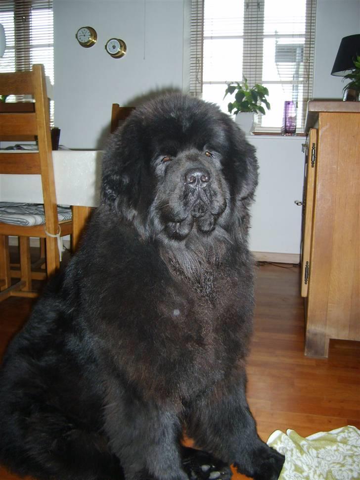 Newfoundlænder Møffe billede 1